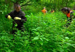 Lutte contre la Balsamine de l’Himalya le long du Noireau