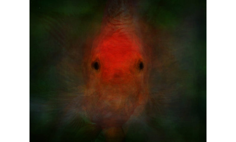 poissons-rouges – copyright  catherine Menoury800