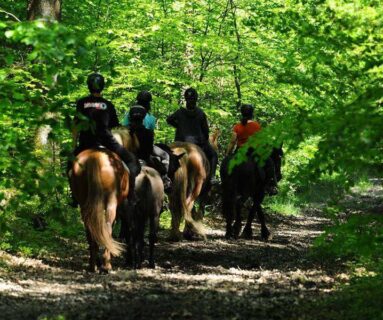 Stage équitation éthologique avec Vasco Gomes - Centre équestre de la Lys