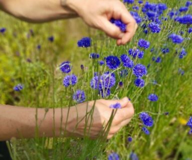 Atelier herboristerie - Les plantes de l'hiver, les reins et l'élément Eau