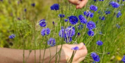 Atelier herboristerie - Les plantes de l'hiver, les reins et l'élément Eau