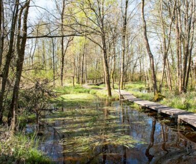 Randos 61 : Balade nature - La boucle du marais