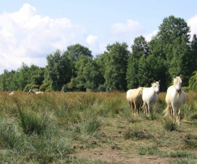 Journées Européennes du Patrimoine - Balade nature - Gestion écologique du Marais