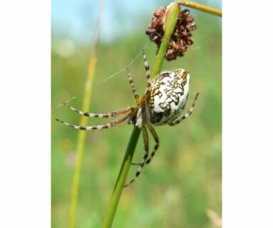 Balade nature - Une araignée au bout du fil