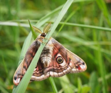 Sortie nature - Papillons et compagnie