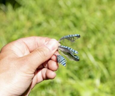 Sortie nature - A poils ou emplumés, juste une question de nature !