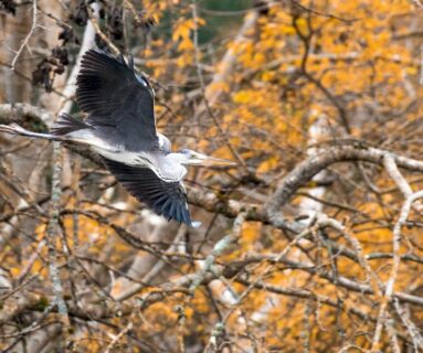 Balade nature - Les oiseaux du marais