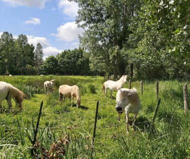 Randos 61 : La Boucle du Marais du Grand-Hazé