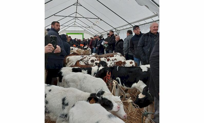 marche-aux-veaux-foire-Sainte-Catherine